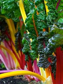 Renee's Gourmet Vegetables Garden Seeds